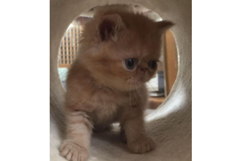 成約済の岡山県のエキゾチックショートヘア-31962の2枚目